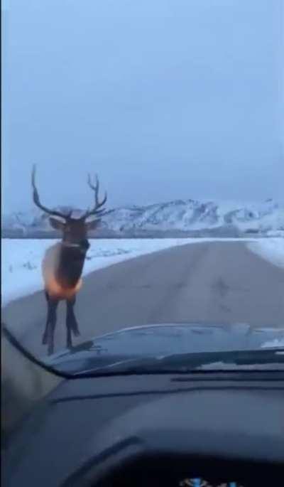 to bully an elk.
