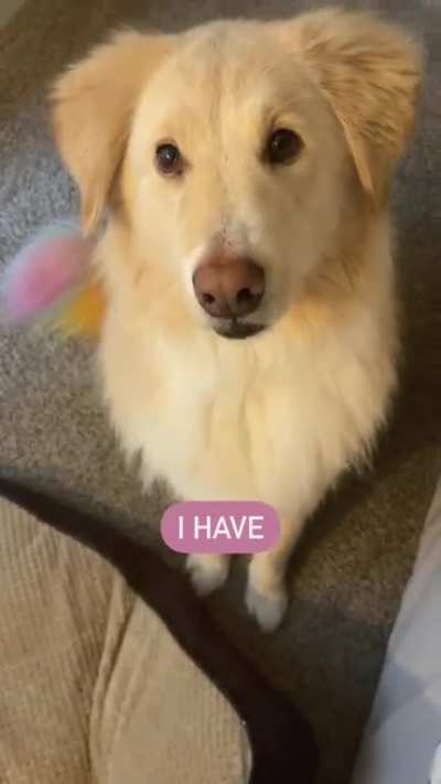 Cutest pet tend is on 🔥