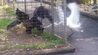 Trying to steal food from an Eagle