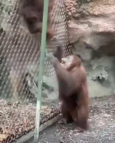 Two orangutans chillin