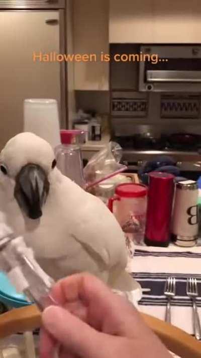 Halloween bird dancing