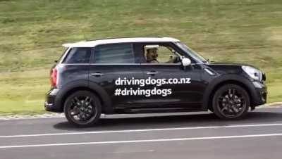 Cuantos vamos a admitir que Lomito es mejor chofer que nosotros?