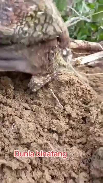 Video from the internet. No additional information. 