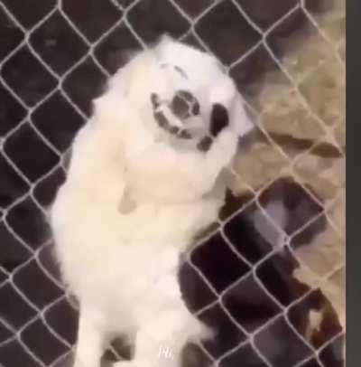 Tómate un momento, ve a los peluditos y continúa feliz tu día