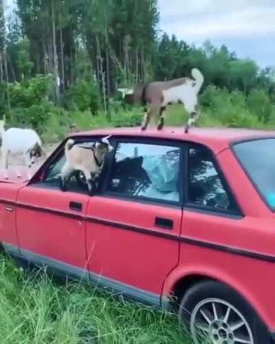 Fall Guys: Goat Edition