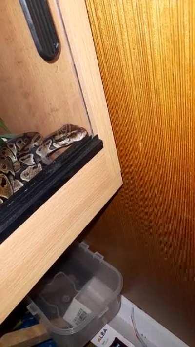 Why does he do this every night