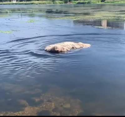 Fluffy dog takes a swim.
