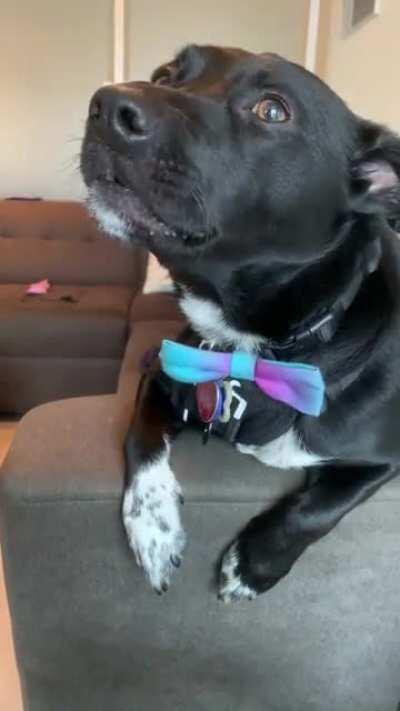 When I stop rubbing him...