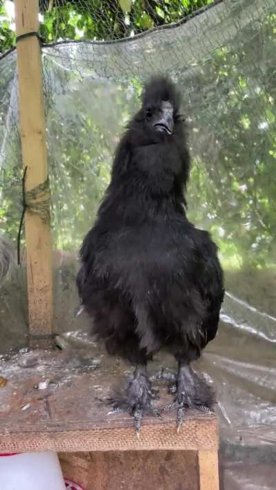 The spirit is willing.