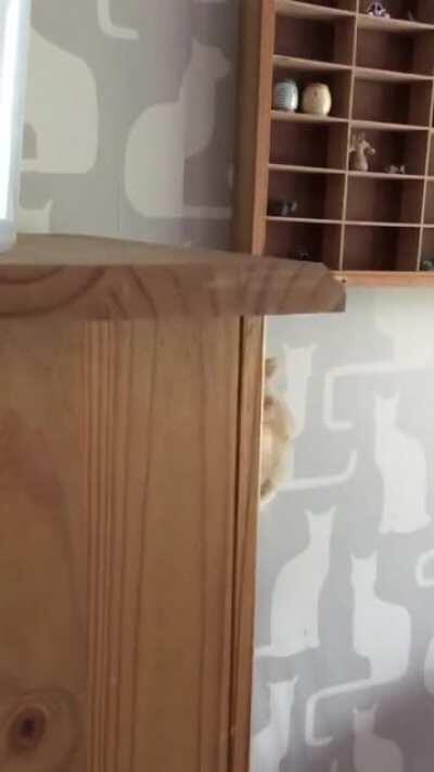 Mum sent me a video today, this was too cute to not share