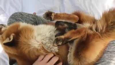 Pet the fox.
