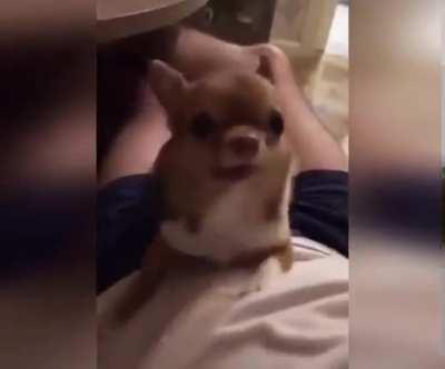 Smol button has things to say