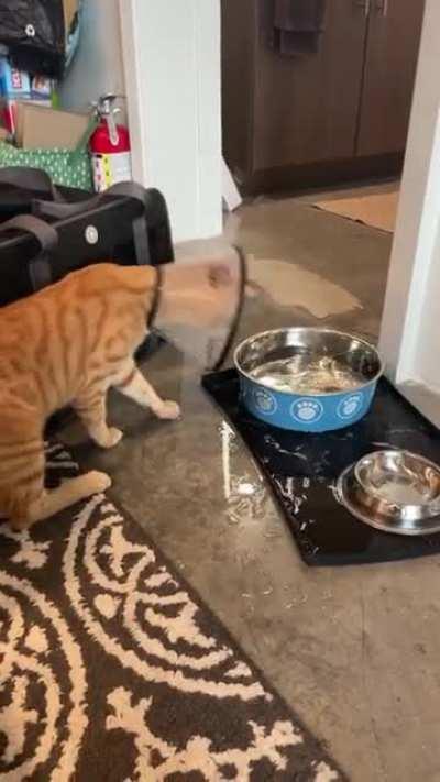 little dude got neutered today and is… adjusting to the cone