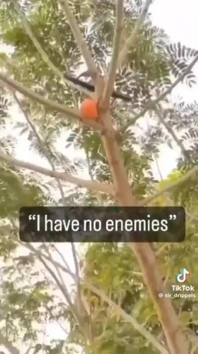 BeelcitosMemes - Video #6447