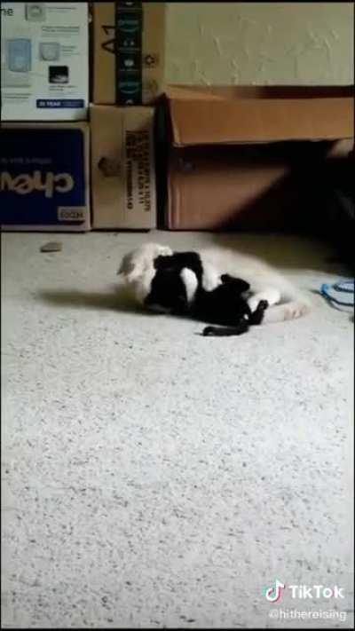 I'm target practice meow