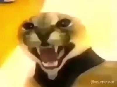 One more post for floppa Friday. (Probly the last)