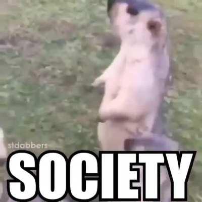 It do be like dat doe