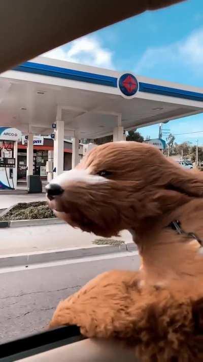 Dog enjoying a breeze