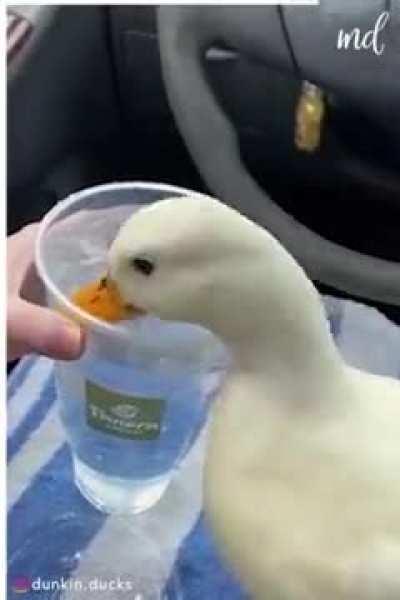 Duck loves cold water!