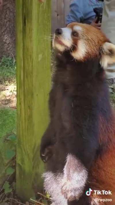 Cute Red Panda Standing Up 😍