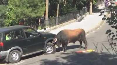 Ever wonder how strong a bull is?