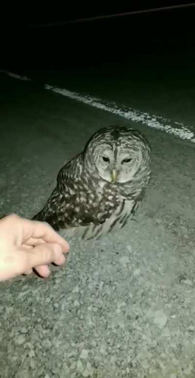 My first close encounter with an owl!