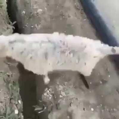 bungie trying to fix telesto like