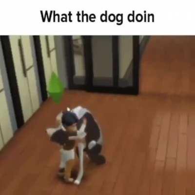 What the dog doin