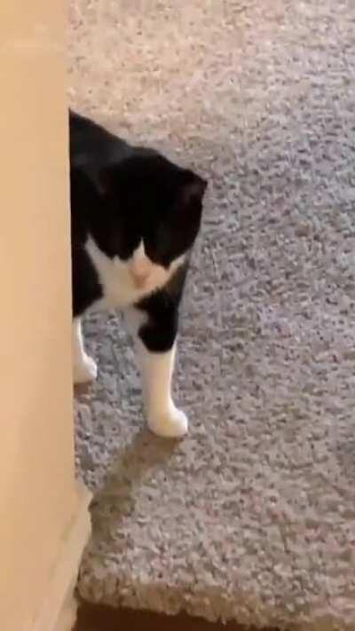 🐱 Say yay-ooo 🐾