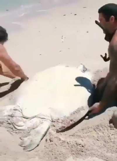 Helping a flipped turtle