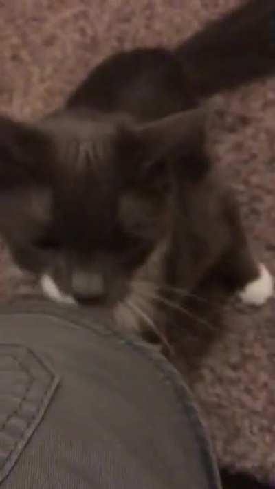 My brother in law’s cat is always telling about some nonsense or another.