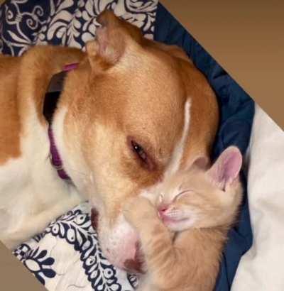 Ginger the foster mum is now a nap hostage