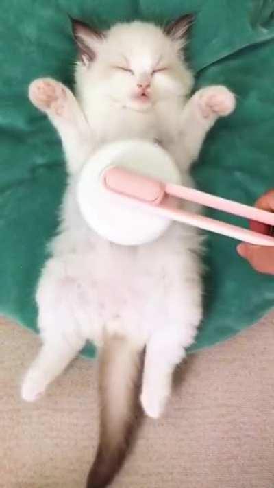 Massage for purring 😻