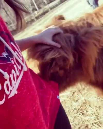 Yes, Scotty Is A Big Puppy 😂