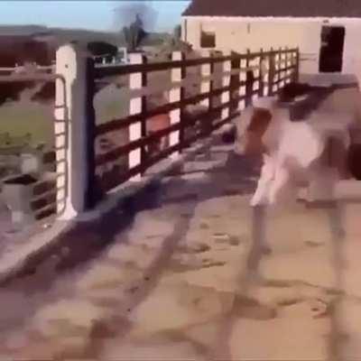 Tadinho, que perigo D: