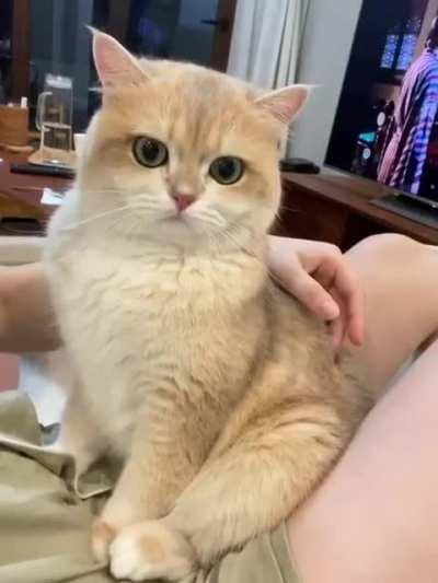 So little fluffy cute!