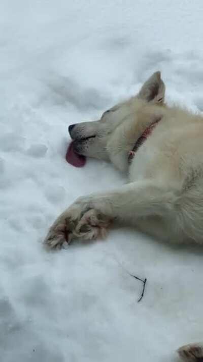 [OC] We adopted this derp a week ago. He realllllly likes snow.