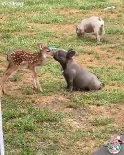 deery friendship