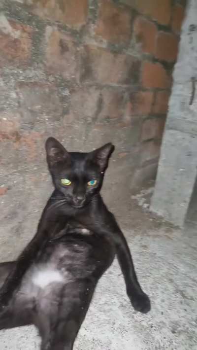 Larry spotted out of peenar explosion chamber