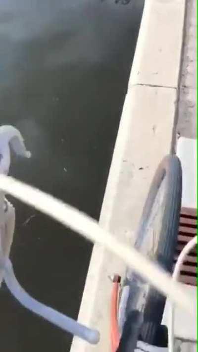 You know.. Just balancing my bike..