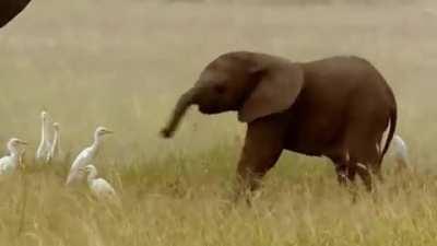Baby elephant getting into the swing of things!