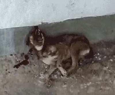 im not sure im even allowed to post this