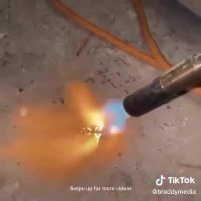 Aw he has a pet roach-