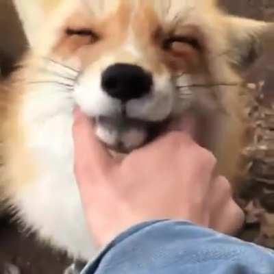 Happy fox