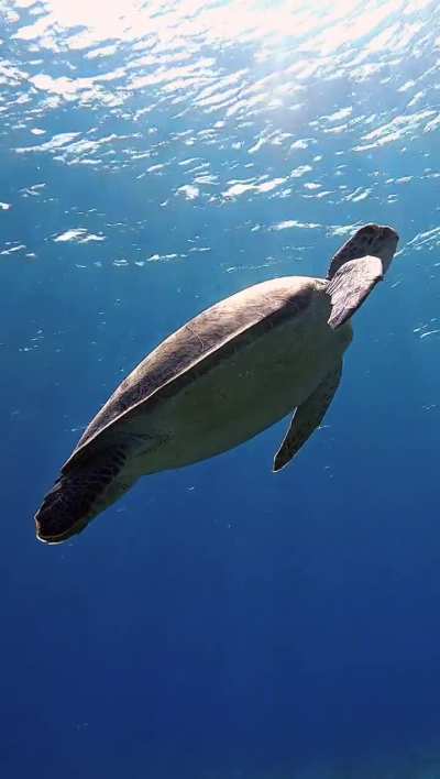 Sea turtles make you feel better...