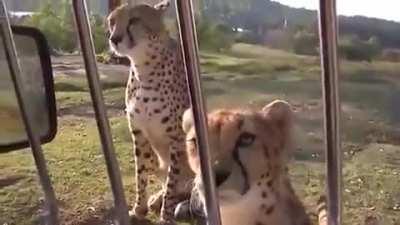 Those cats are basically begging to be pet