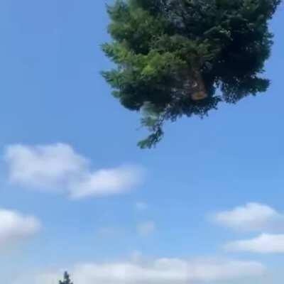 When Wile E. Coyote cuts a tree