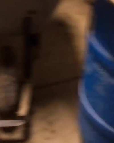 Fluffy sheep running