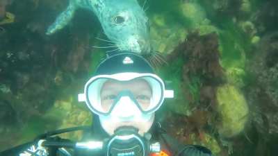 Diving with seals in Lundy island, UK
