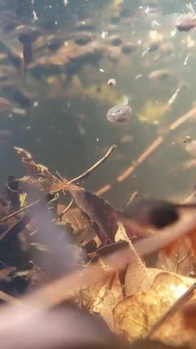 Found a pond of bustling tadpoles on my hike